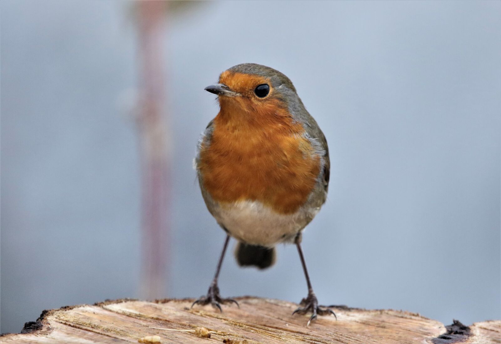 150-600mm F5-6.3 DG OS HSM | Contemporary 015 sample photo. Red robin, red, close photography