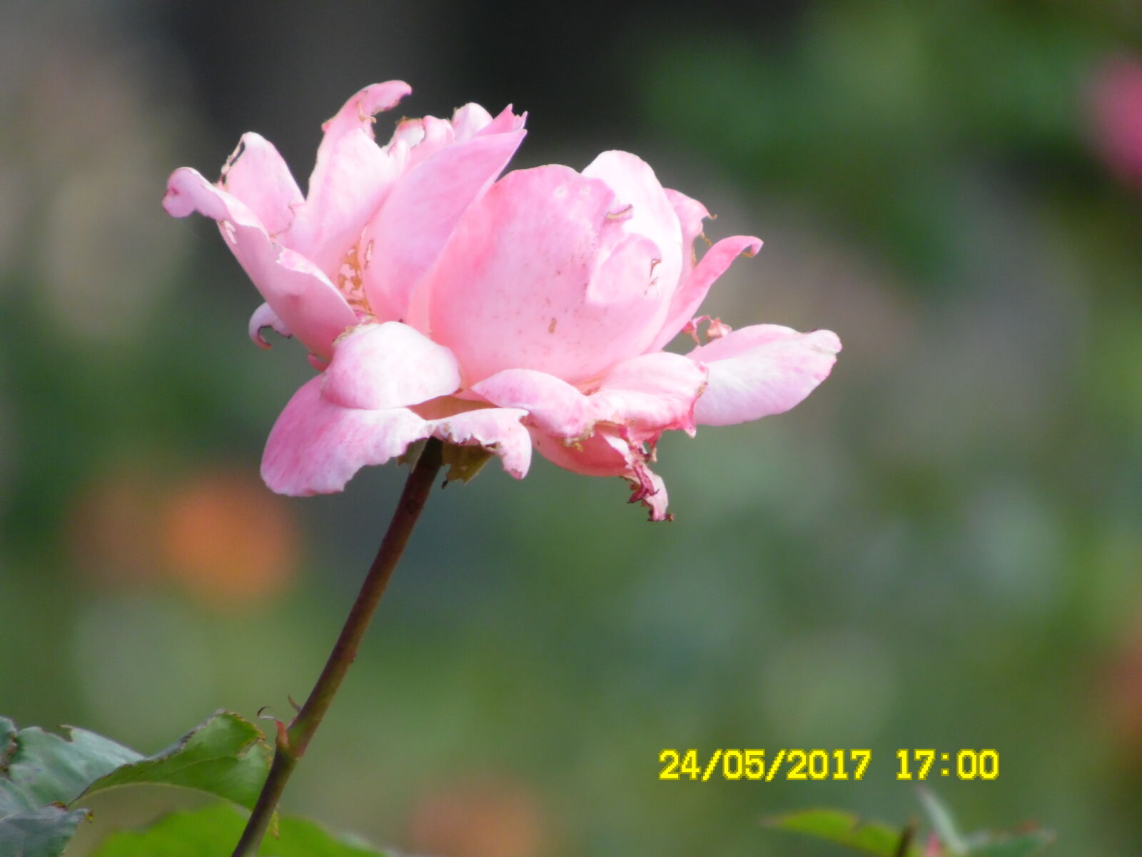Samsung WB1100F/WB1101F/WB1102F sample photo