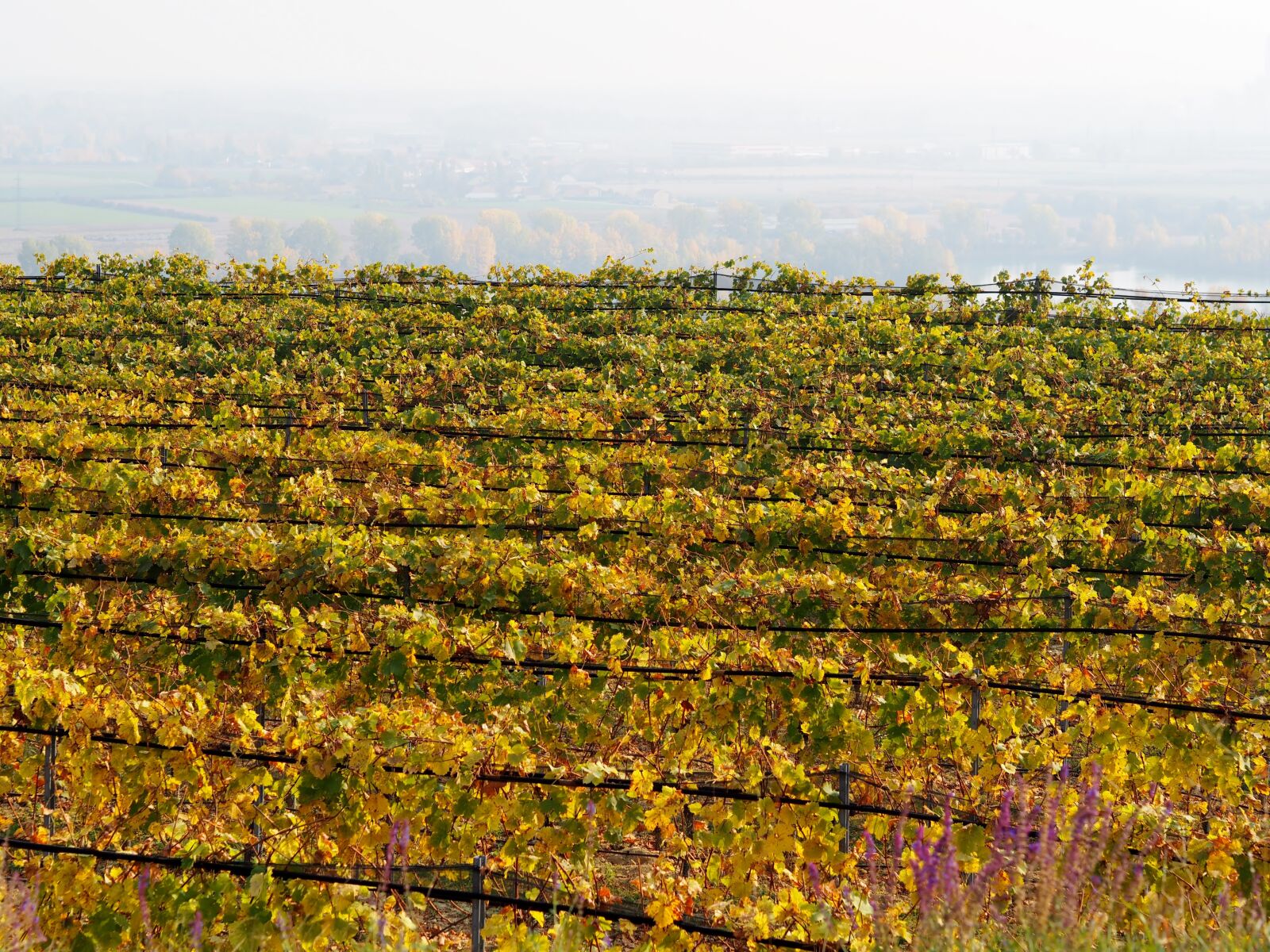 Olympus OM-D E-M10 + Olympus M.Zuiko Digital 45mm F1.8 sample photo. Vineyard, grapes, vine leaves photography