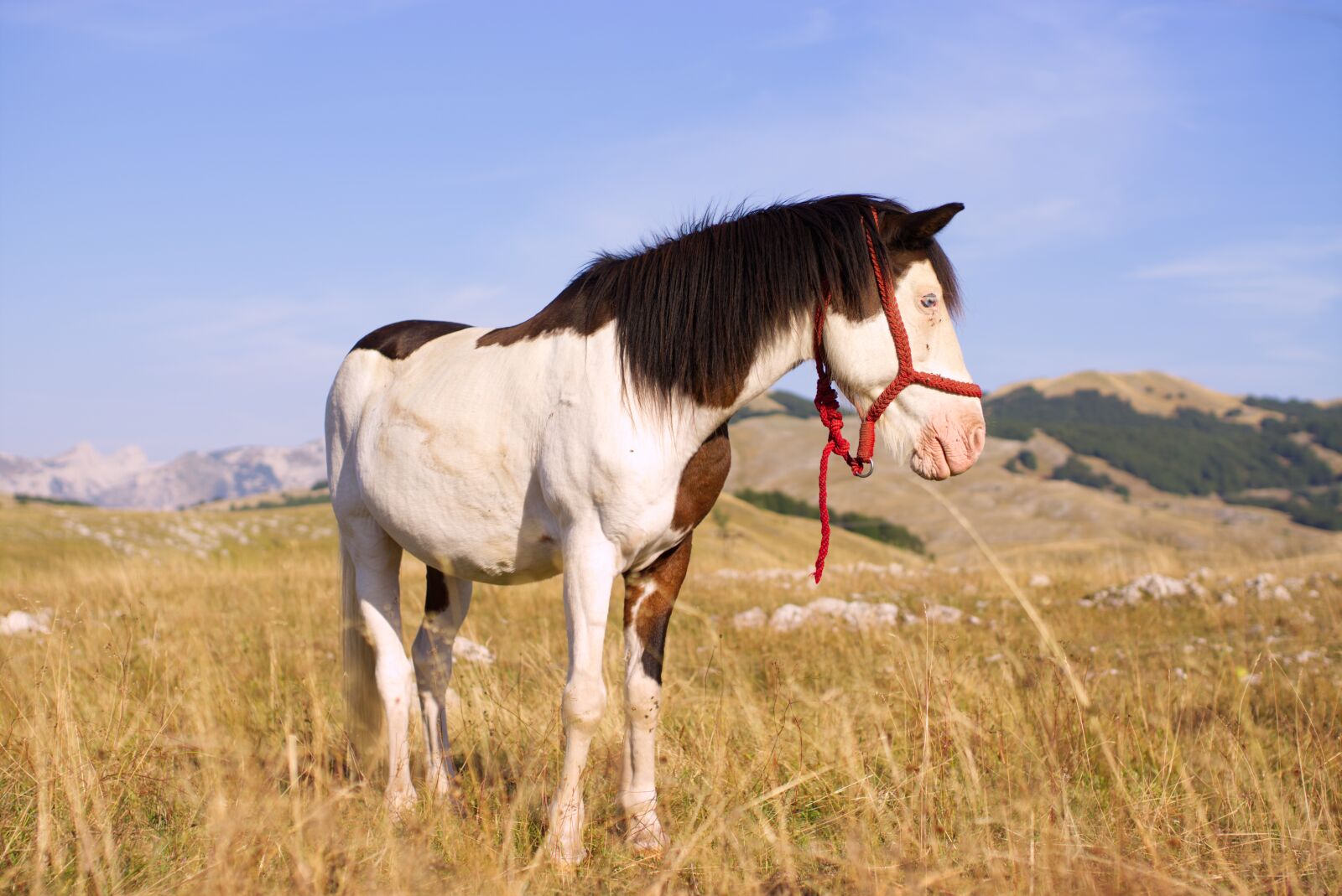 Sigma 35mm F1.4 DG HSM Art sample photo. Horse, nature, pasture photography