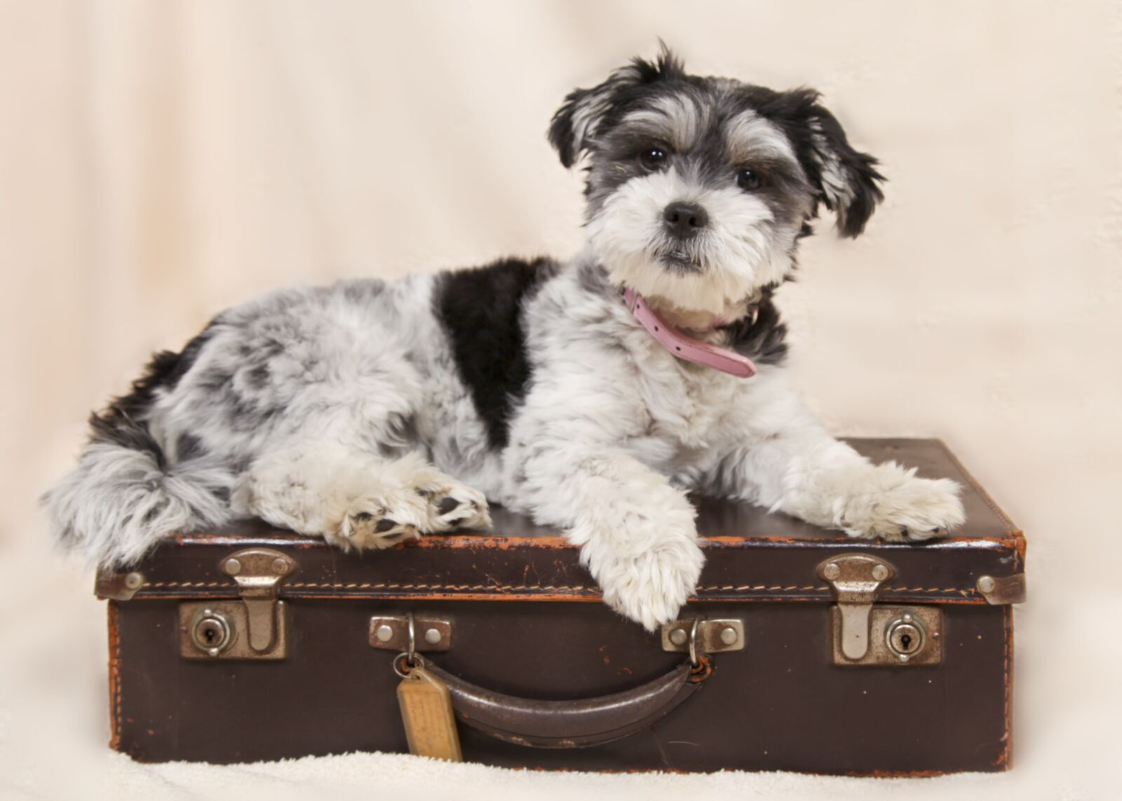 Canon EOS 5D Mark II + Canon EF 24-105mm F4L IS USM sample photo. Dog, suitcase, animals photography