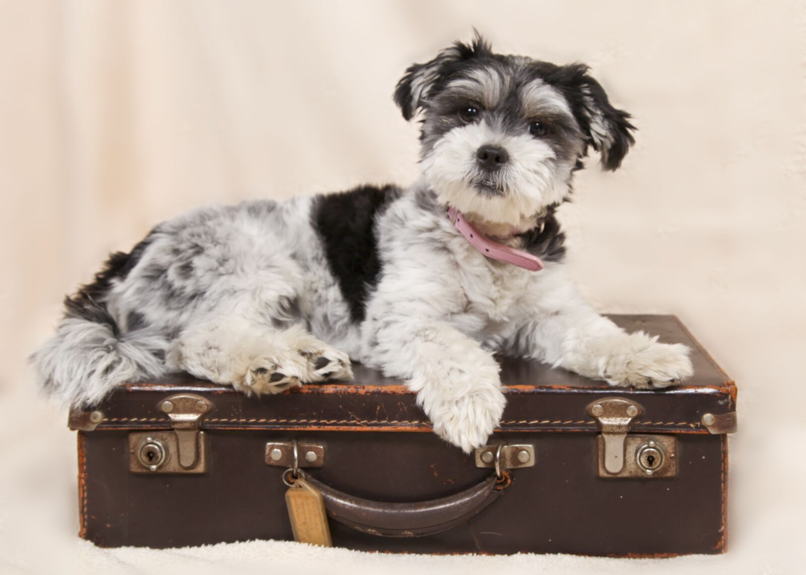 Canon EOS 5D Mark II sample photo. Dog, suitcase, animals photography