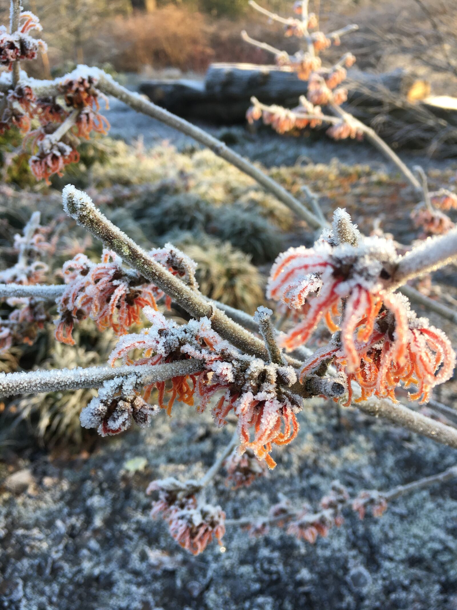 Apple iPhone 6s sample photo. Winter, frost, nature photography