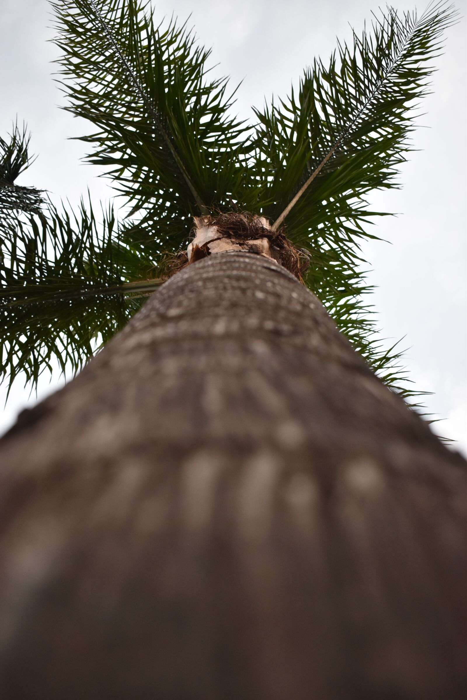 Nikon D3500 sample photo. Fotografía, árbol, naturaleza photography