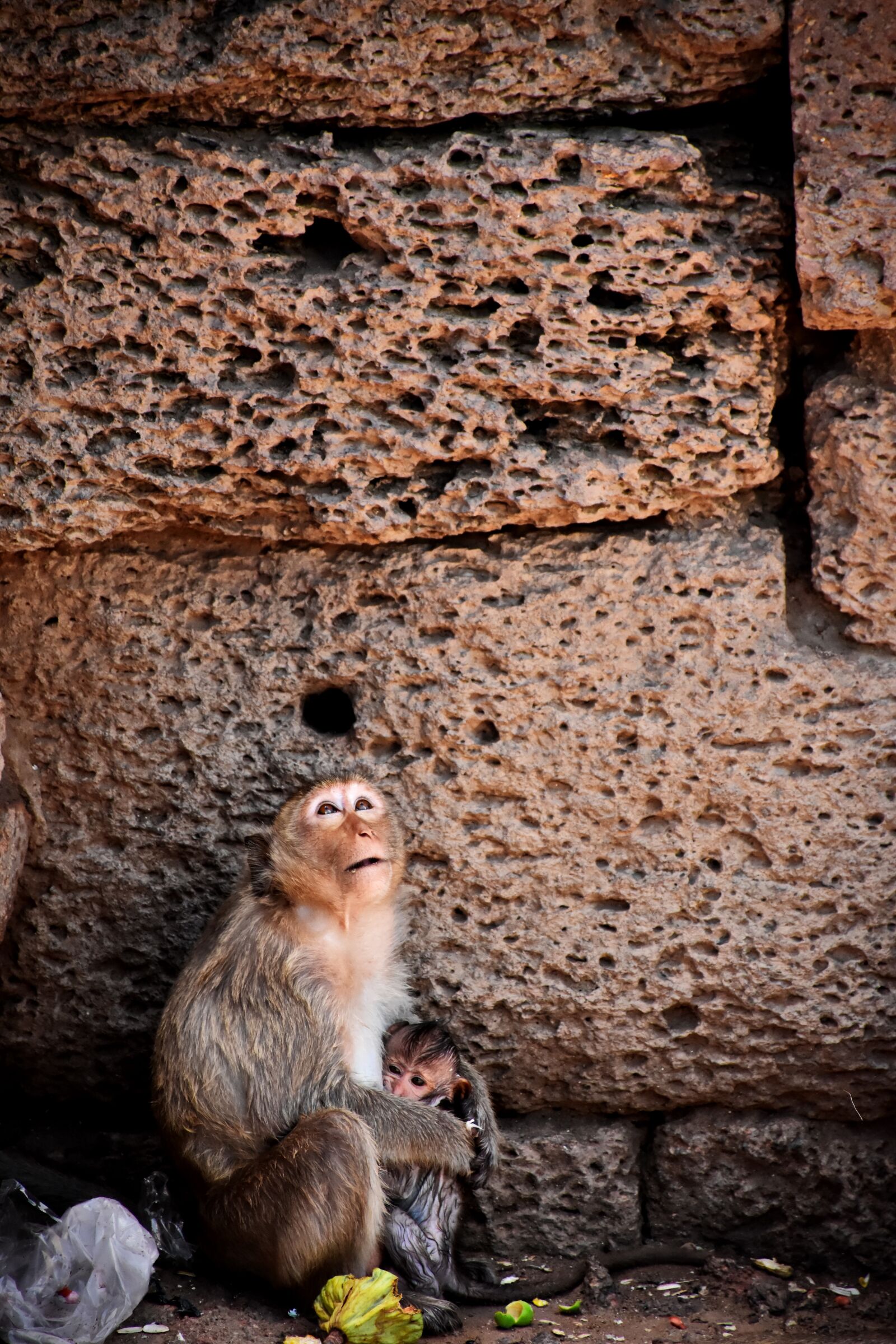 Nikon D7200 sample photo. Monkey, animals, sadly photography