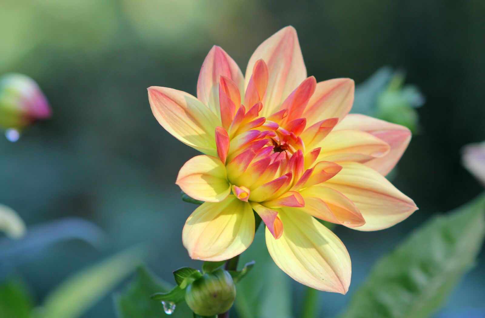 Canon EOS 1100D (EOS Rebel T3 / EOS Kiss X50) sample photo. Dahlia, flower, garden photography
