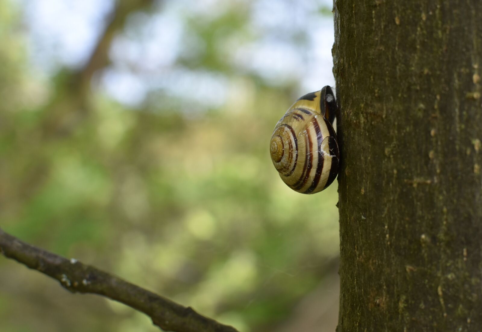 Nikon D5600 sample photo. Snail, shell, garden b photography