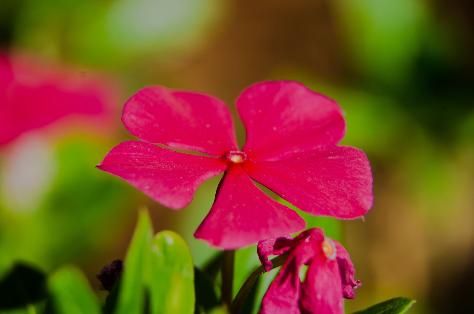 Nikon D5100 sample photo