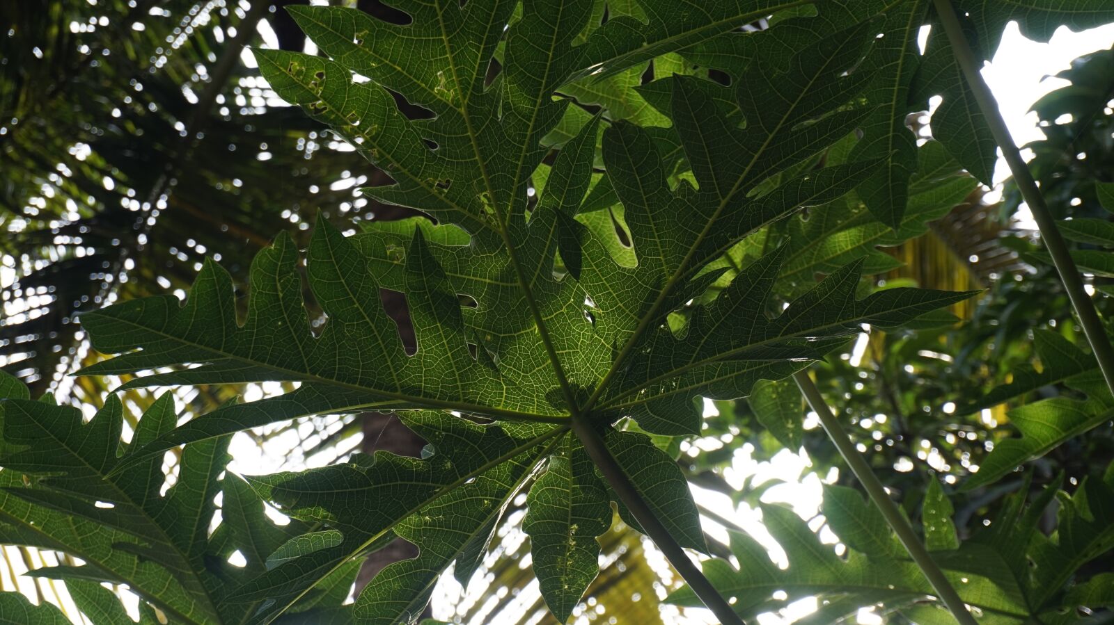 Sony Alpha a5000 (ILCE 5000) sample photo. Plant, papaya, leaf photography