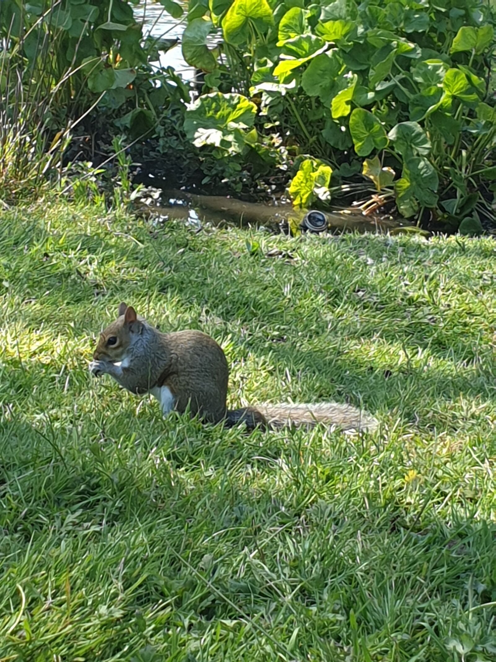 Samsung Galaxy S9 sample photo. Grey squirrel, nature, cute photography