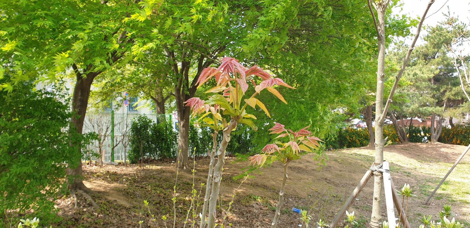Samsung Galaxy Note9 sample photo. Spring, takeshi, branches photography