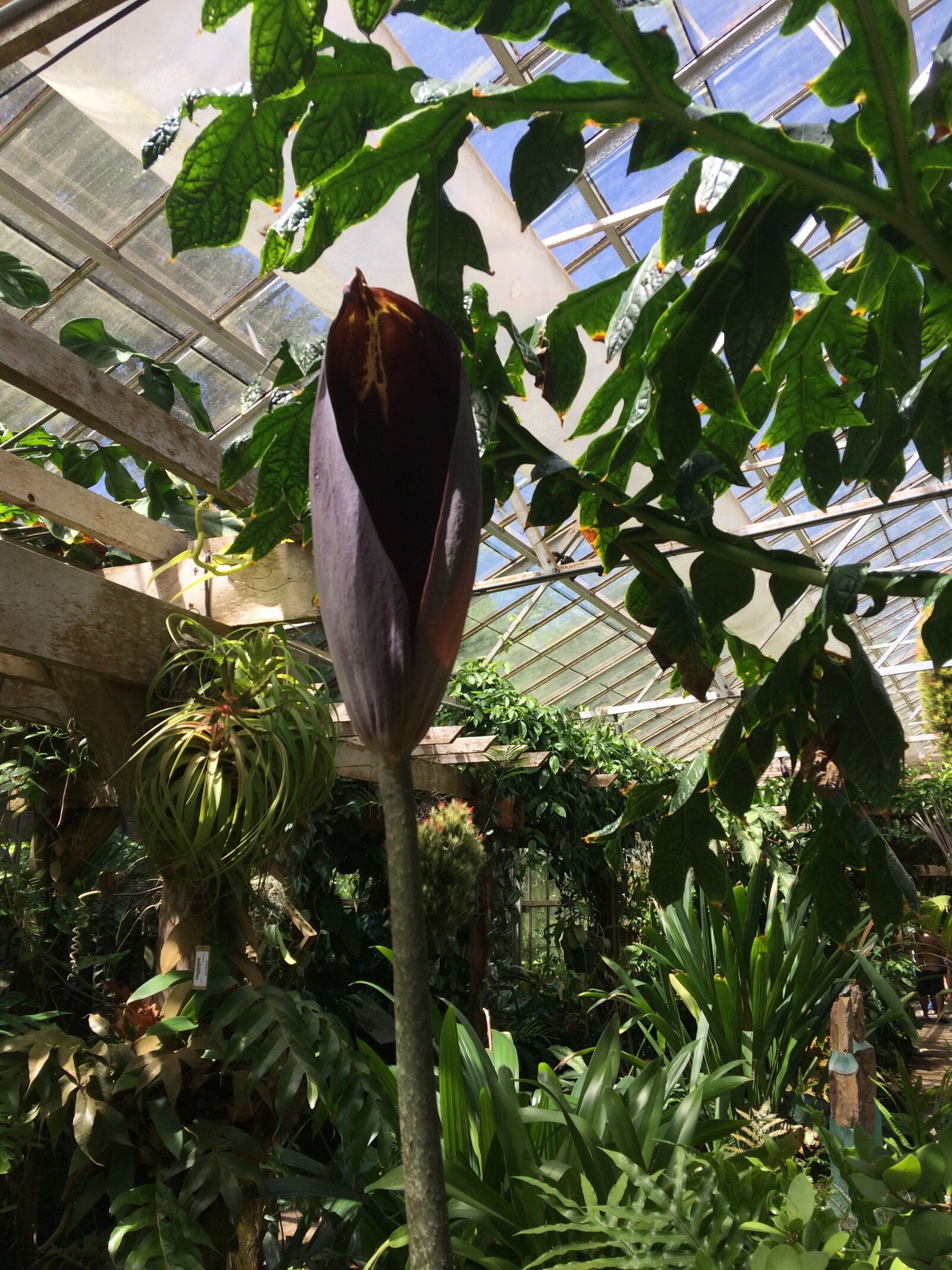 iPhone 5s back camera 4.15mm f/2.2 sample photo. Black lily, greenhouse, flower photography