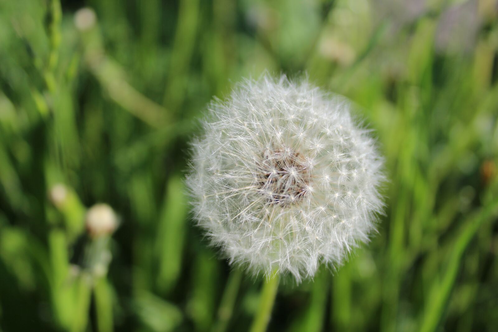 Canon EOS 1300D (EOS Rebel T6 / EOS Kiss X80) sample photo. Flower, dandelion, nature photography
