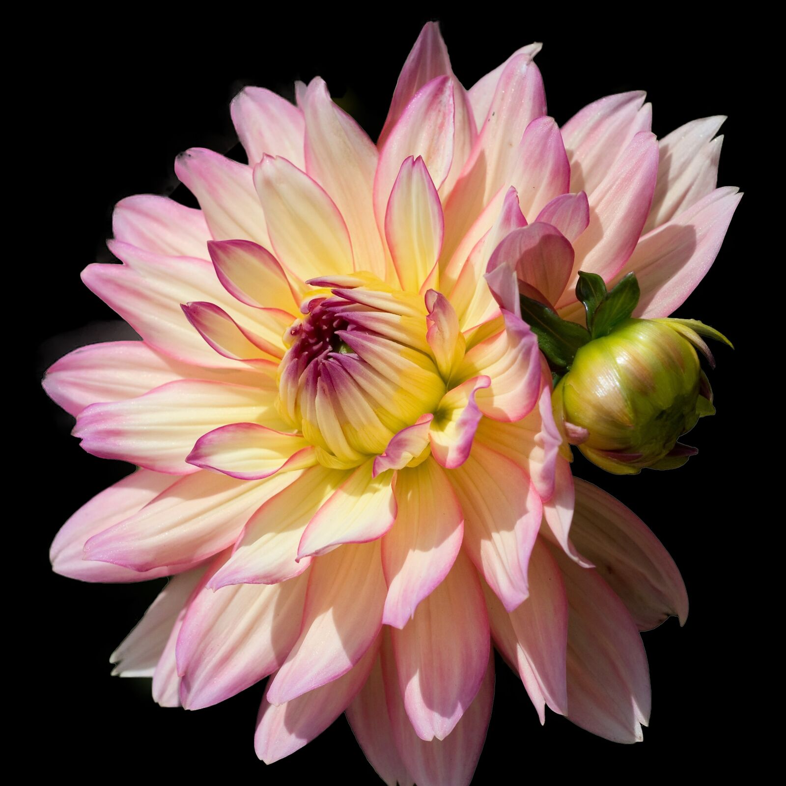 Nikon D300 sample photo. Flower, dahlia, plants photography
