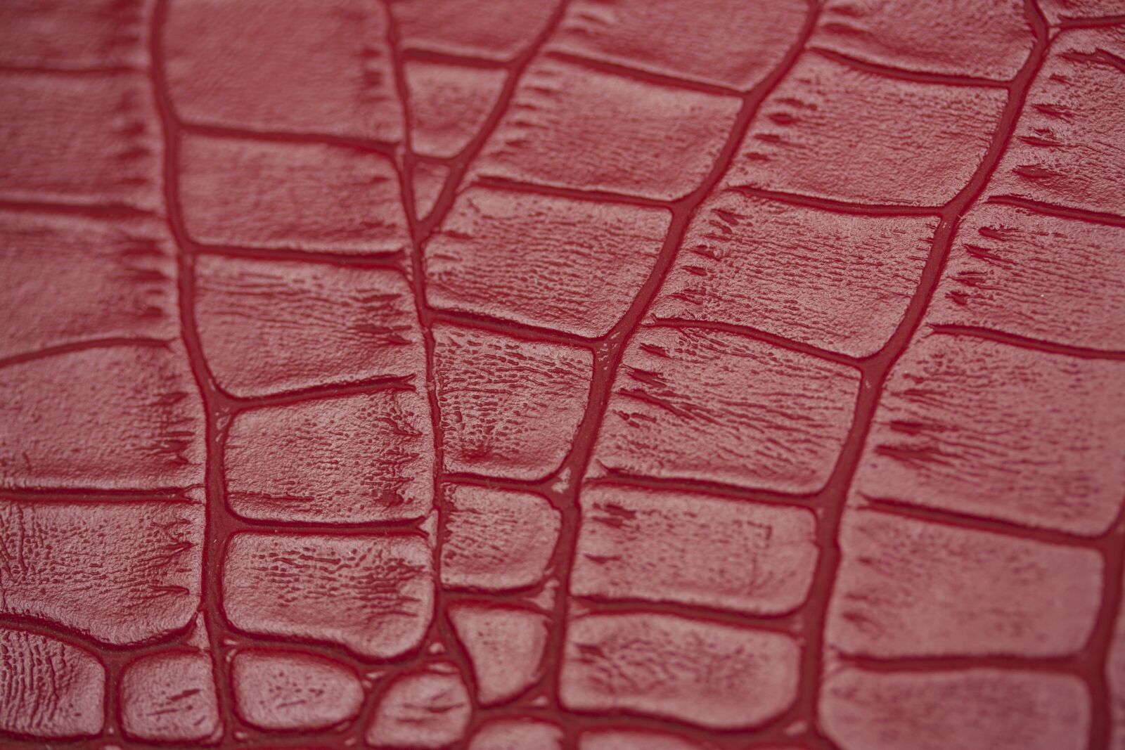 Canon EOS 40D + Canon EF-S 60mm F2.8 Macro USM sample photo. Skin, pattern, snake photography