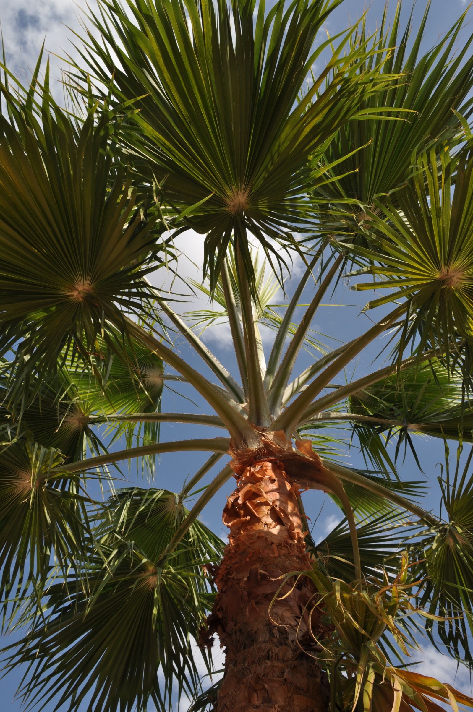 Nikon D5000 sample photo. Jordan, summer, palm photography