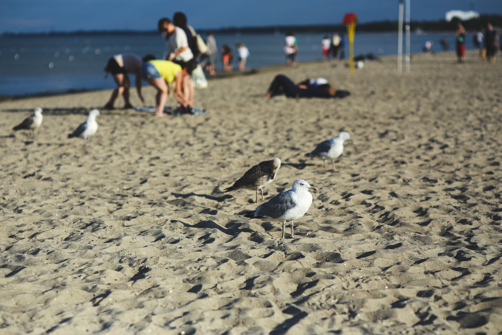 Canon EOS 6D + Sigma 85mm F1.4 EX DG HSM sample photo. Seagulls, on, the, beach photography
