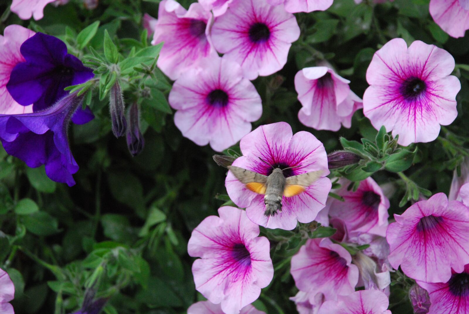 Nikon D80 sample photo. Outdoor, nature, flowers photography