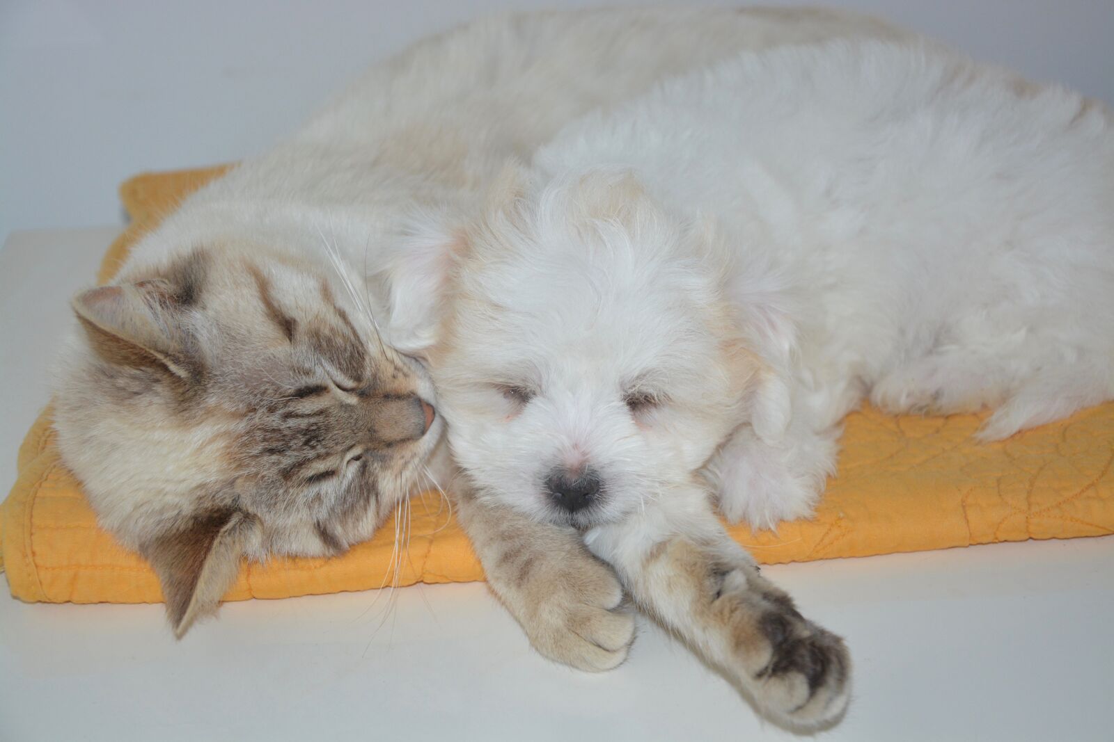Nikon D5200 sample photo. Dog, cat, puppy photography
