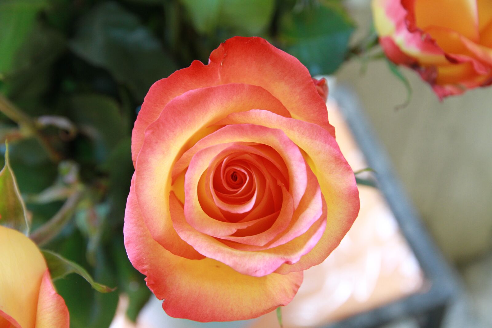 Canon EOS 7D sample photo. Rose, flowers, pink rose photography