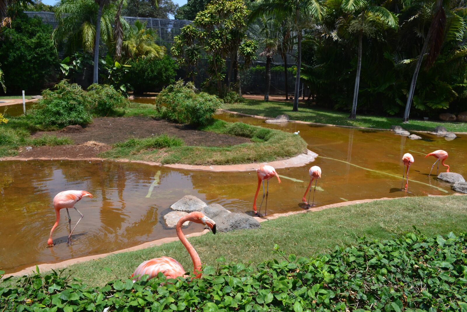 Nikon D3100 sample photo. Flamingo, bird, zoo photography