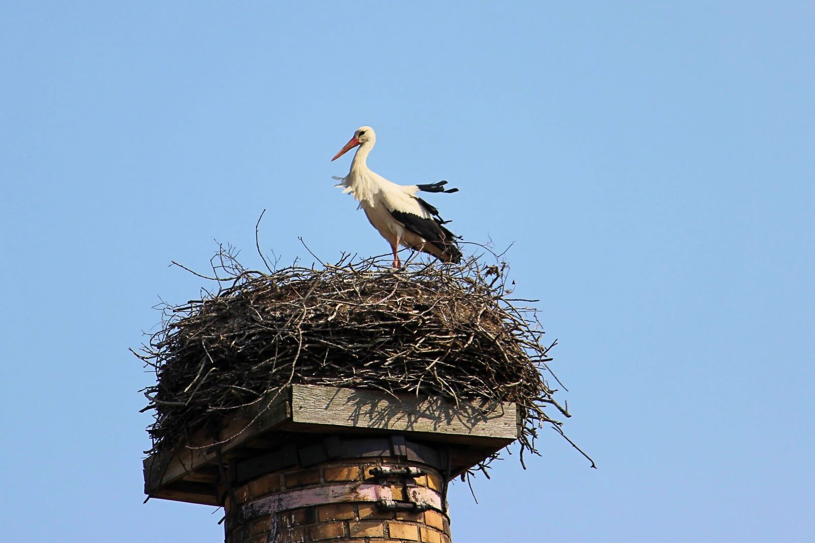 Canon EOS 600D (Rebel EOS T3i / EOS Kiss X5) sample photo. Stork, nest, plumage photography
