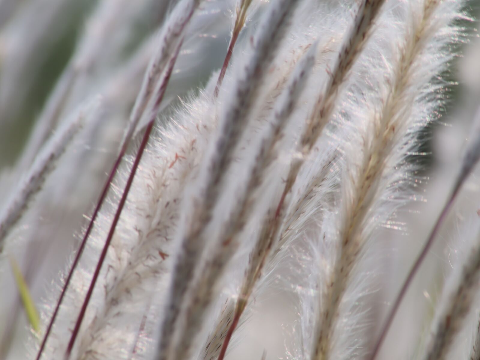 Canon EOS M50 (EOS Kiss M) sample photo. Imperata, flowers, wild photography