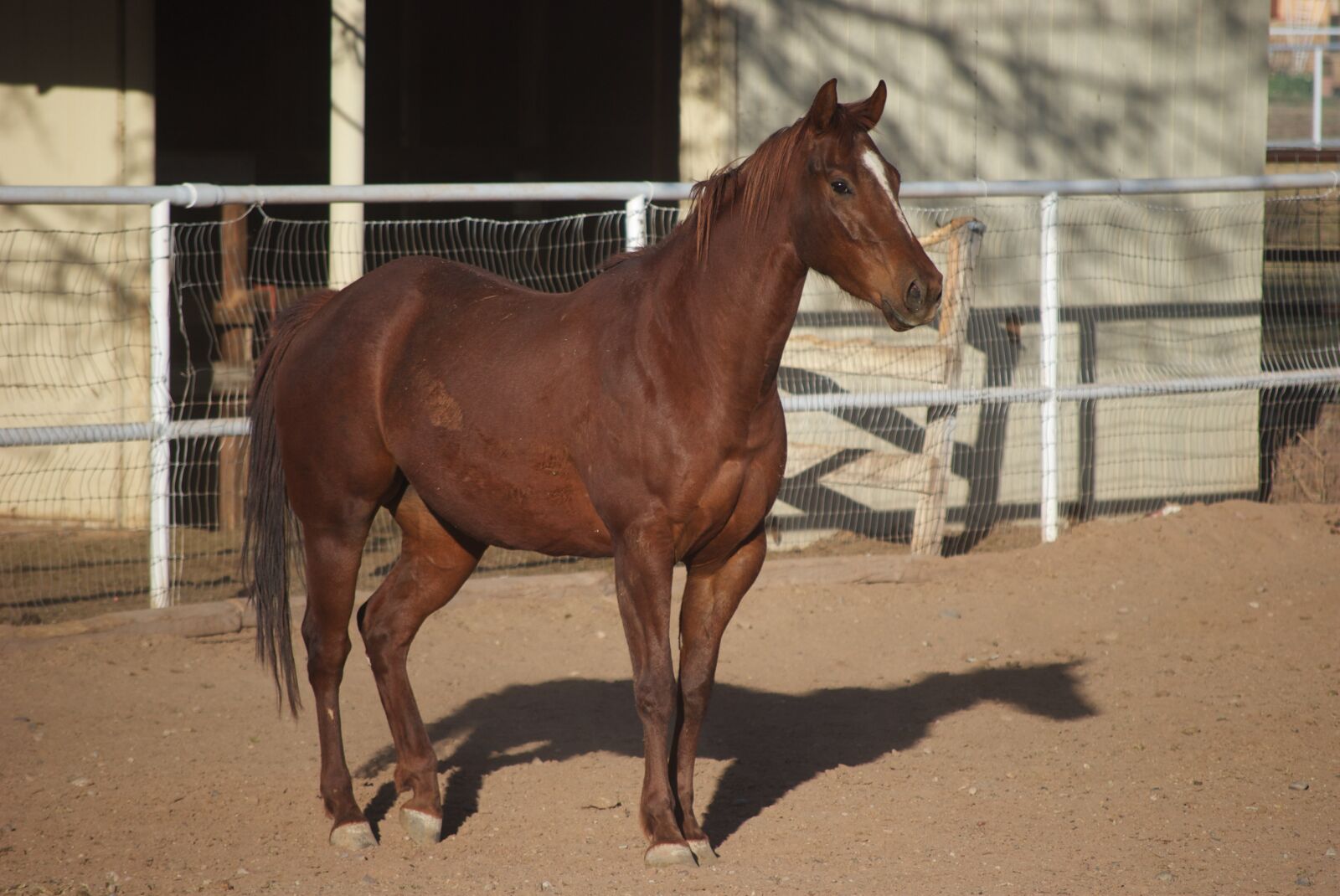 Nikon D40X sample photo. Horse, animal, nature photography