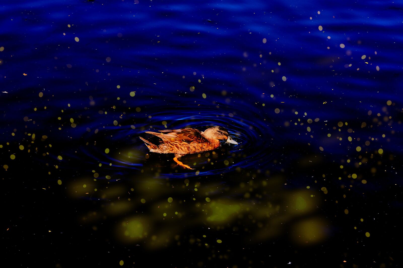 Canon EF75-300mm f/4-5.6 sample photo. Duck, nature, bird photography
