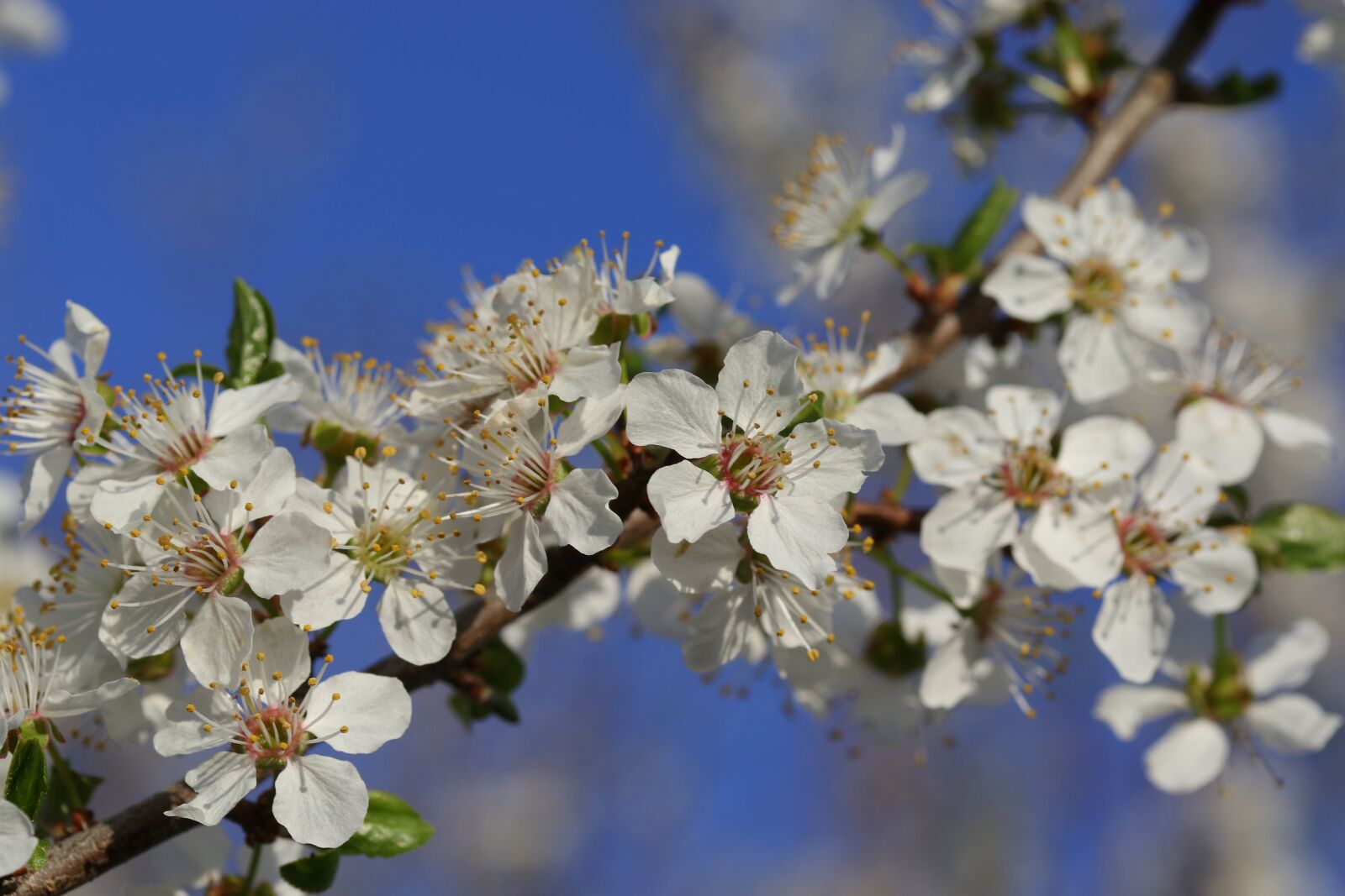 Canon EF-S 60mm F2.8 Macro USM sample photo. Flowers, white, casey photography