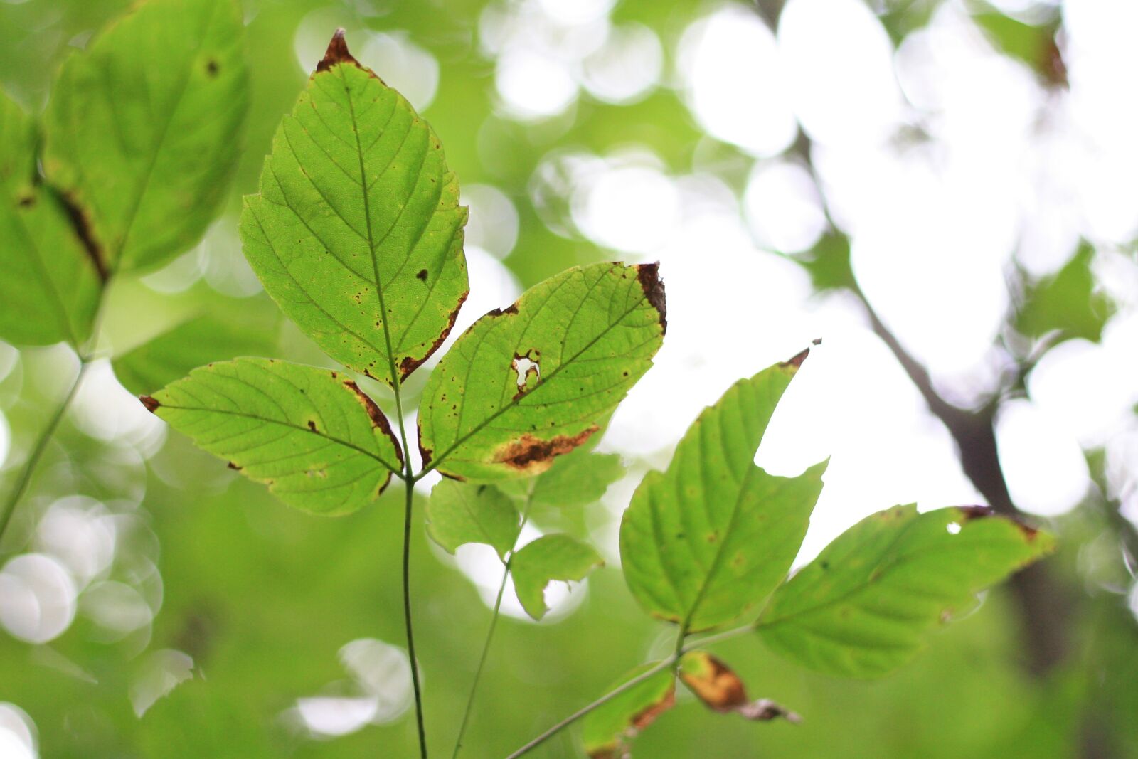 Canon EOS 1000D (EOS Digital Rebel XS / EOS Kiss F) sample photo. Leaves, foliage, tree photography