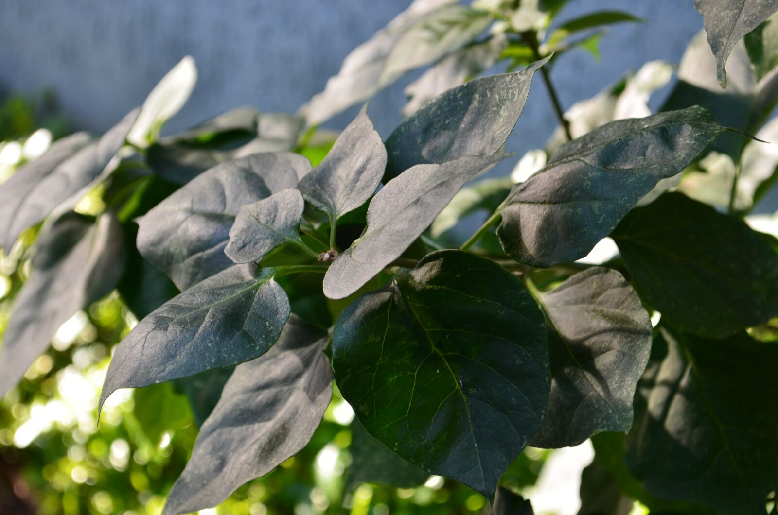 Nikon D7000 sample photo. Leaves, garden, against light photography