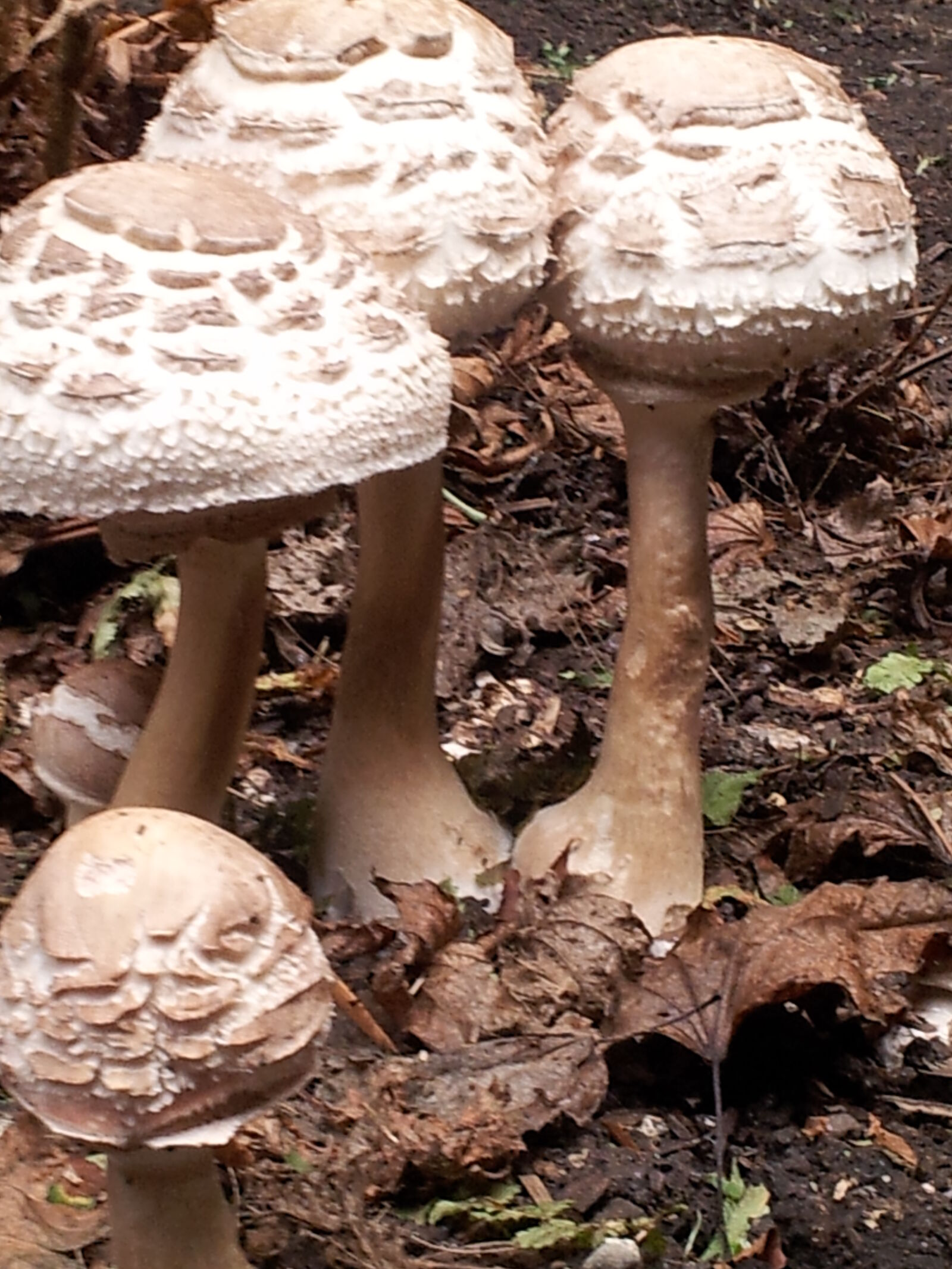 Samsung Galaxy S2 sample photo. Mushrooms photography