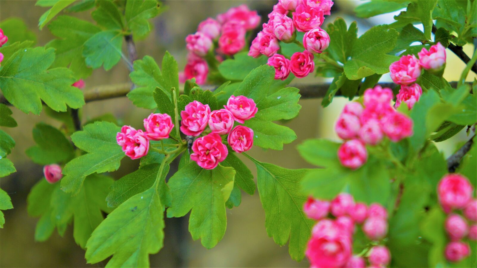 Sony Alpha a3000 + Sony E 18-55mm F3.5-5.6 OSS sample photo. Nature, plants, pink photography