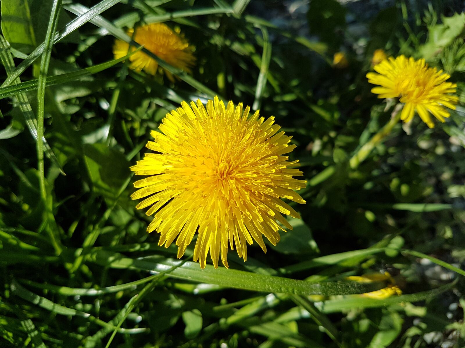 Samsung Galaxy S7 sample photo. Nature, flower, summer photography
