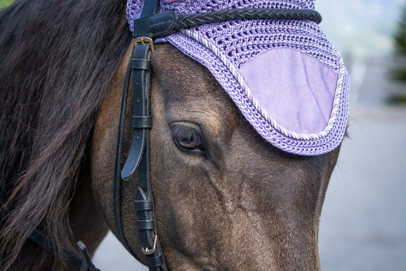 Nikon D7100 sample photo. Horse, pony, brown photography