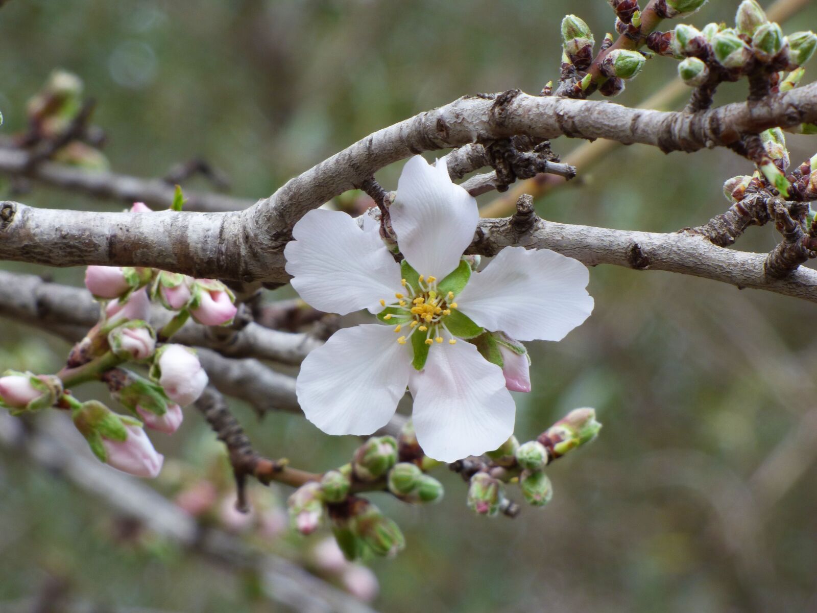 Panasonic Lumix DMC-FZ70 sample photo. Flower, almond tree, outbreak photography