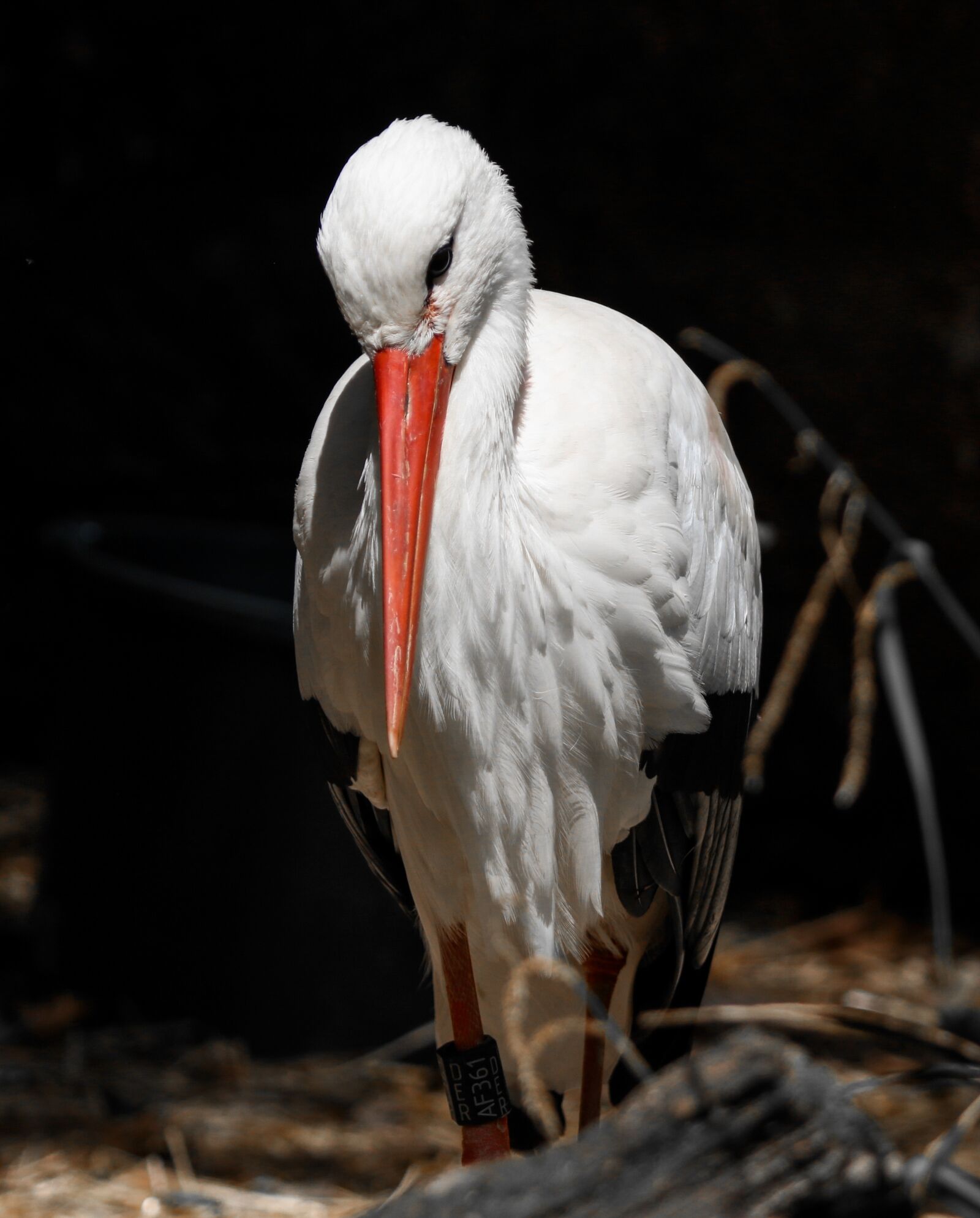 Canon EOS 70D + Tamron SP 150-600mm F5-6.3 Di VC USD sample photo. Animals, bird, stork photography