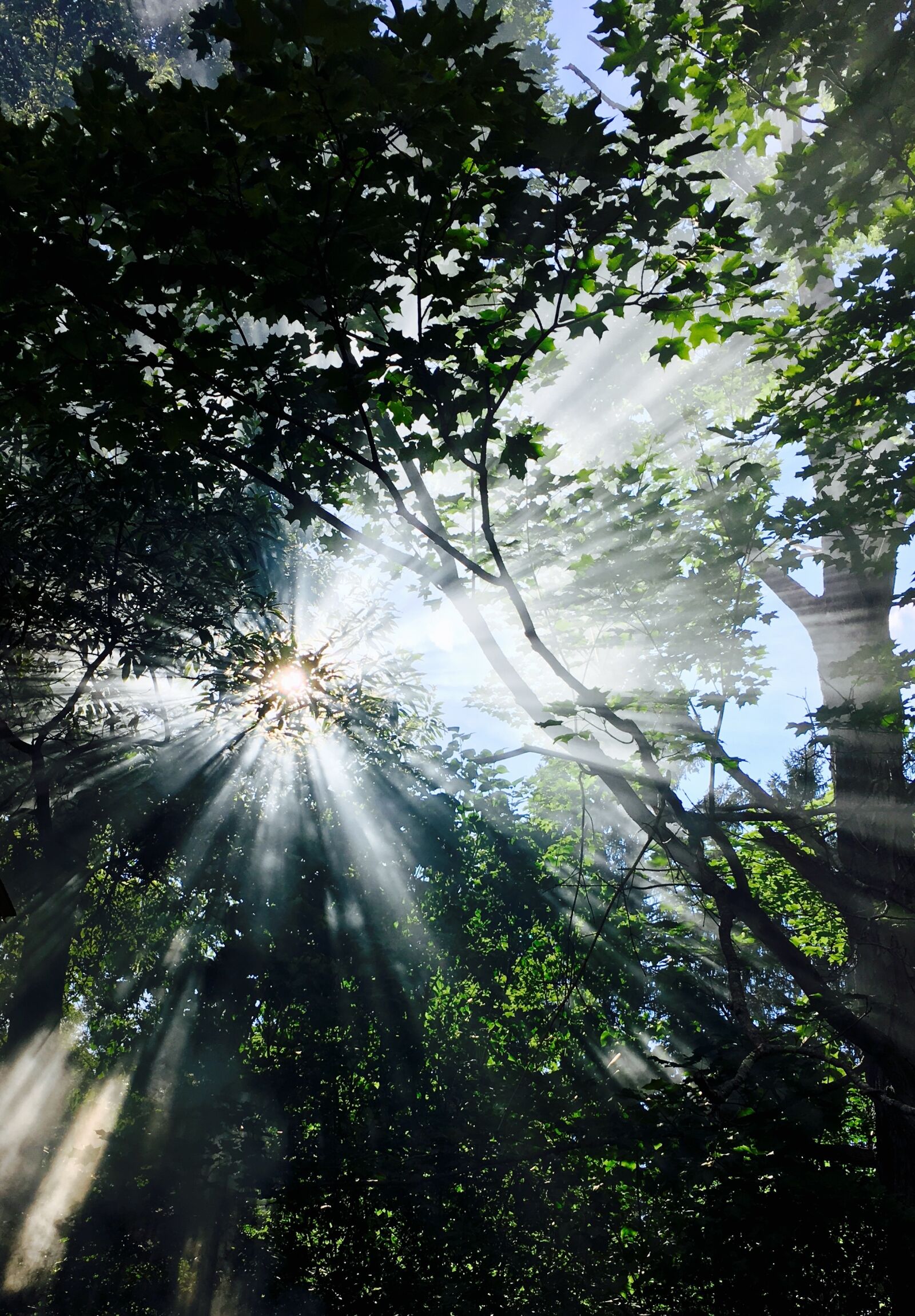 Apple iPhone 6s sample photo. Sun streaming, trees, light photography