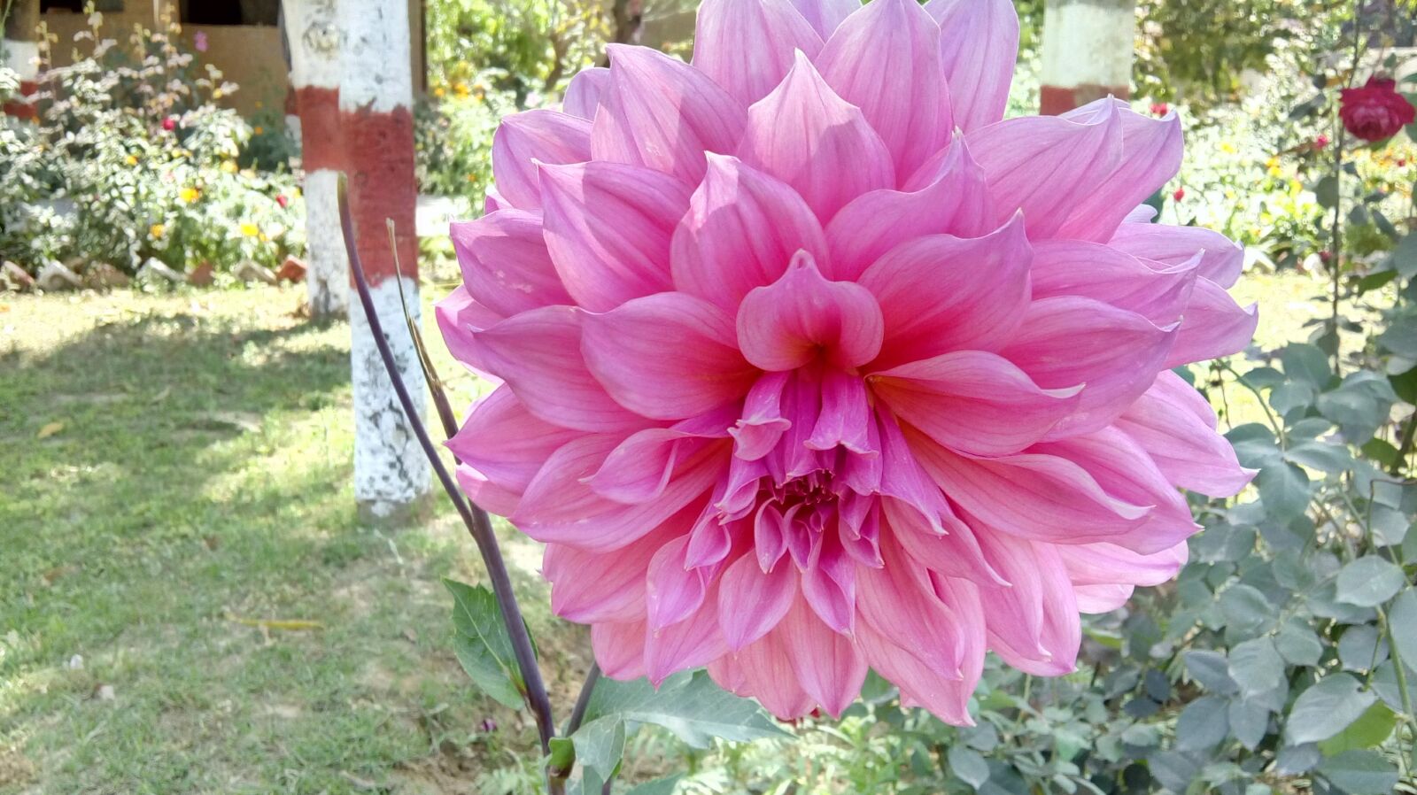 Motorola Moto E3 Power sample photo. Beautiful flower, flower, image photography