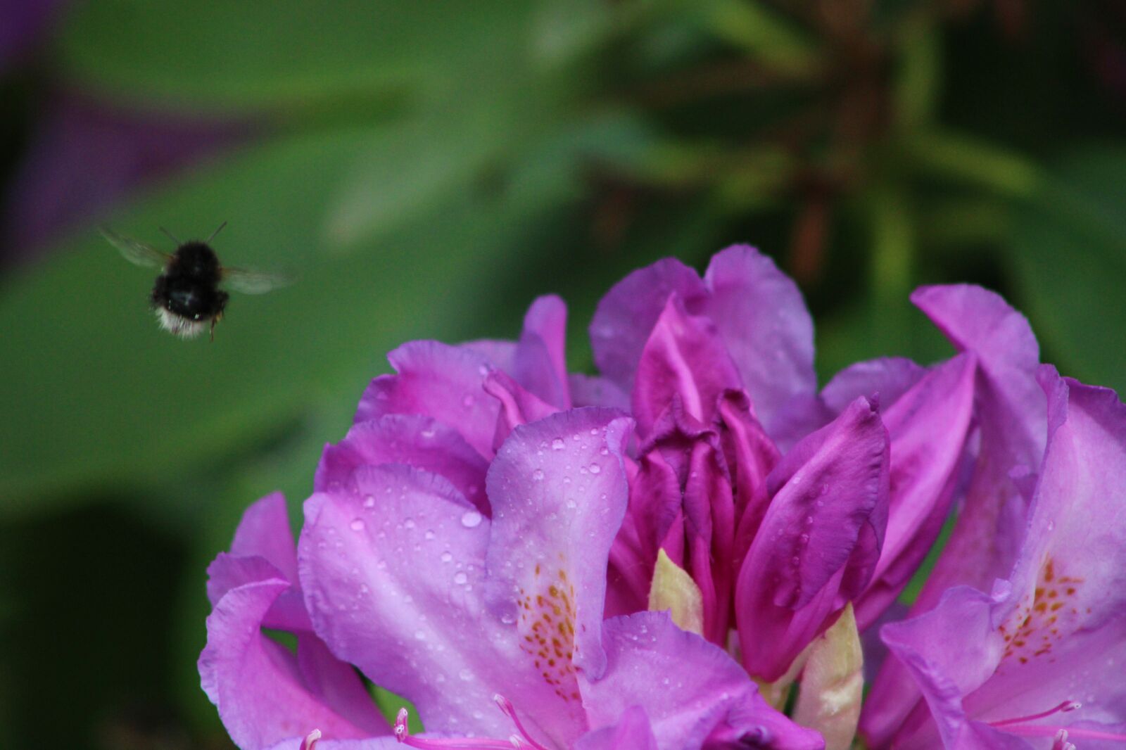 Canon EF75-300mm f/4-5.6 sample photo. Flower, bee, insect photography