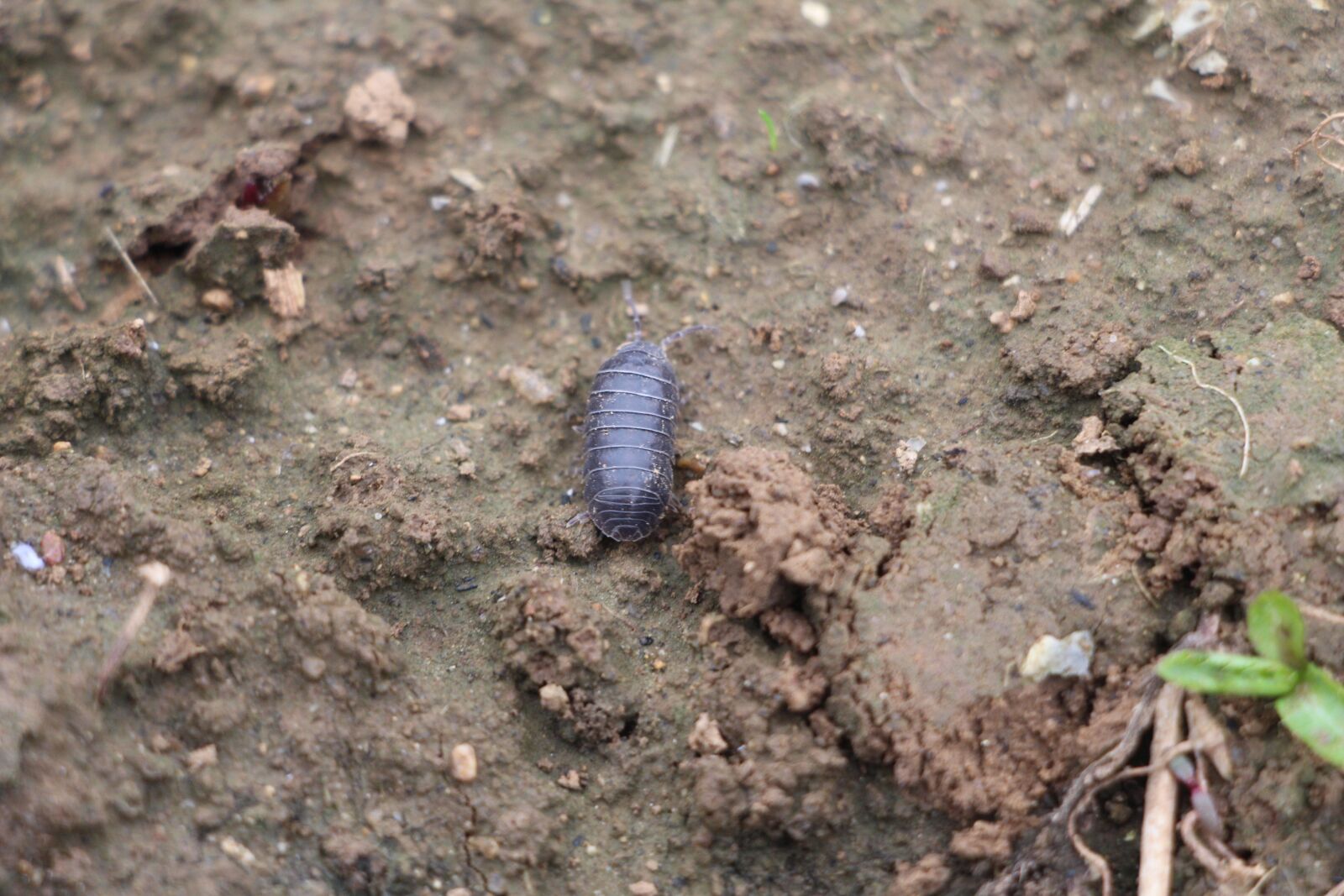 Canon EOS 700D (EOS Rebel T5i / EOS Kiss X7i) sample photo. Insect, land, ye tian photography