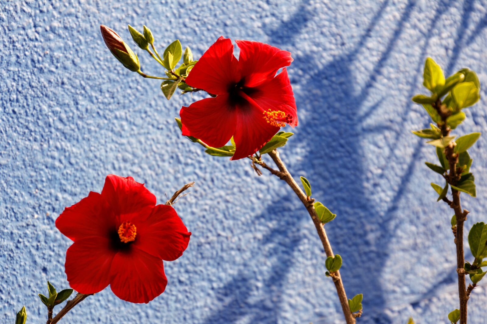 Canon EOS 60D sample photo. Close up, blossom, bloom photography