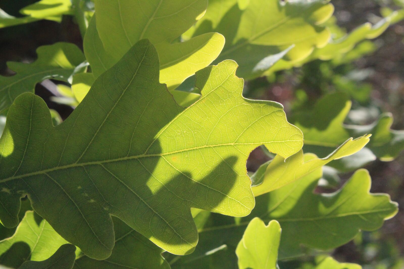 Canon EOS 1300D (EOS Rebel T6 / EOS Kiss X80) sample photo. Leaf, green, natural photography