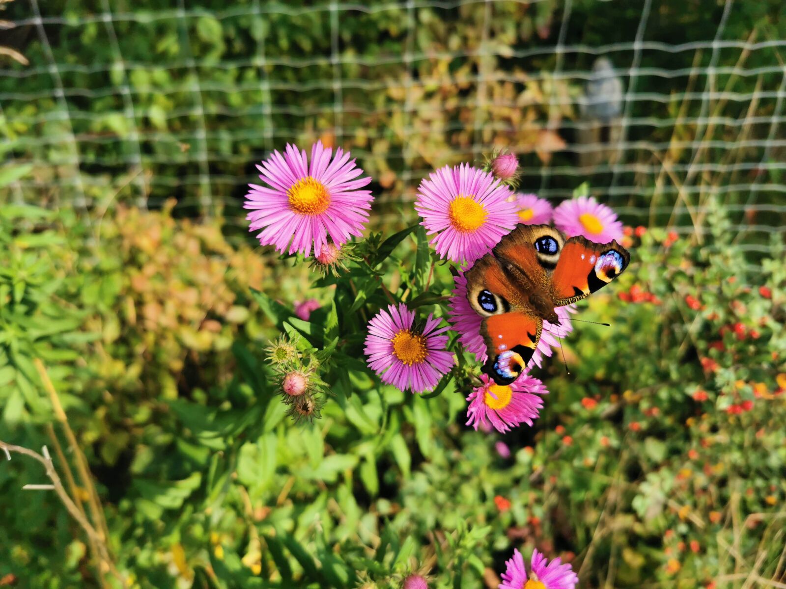 HUAWEI VOG-L29 sample photo. Butterfly, nature, flowers photography