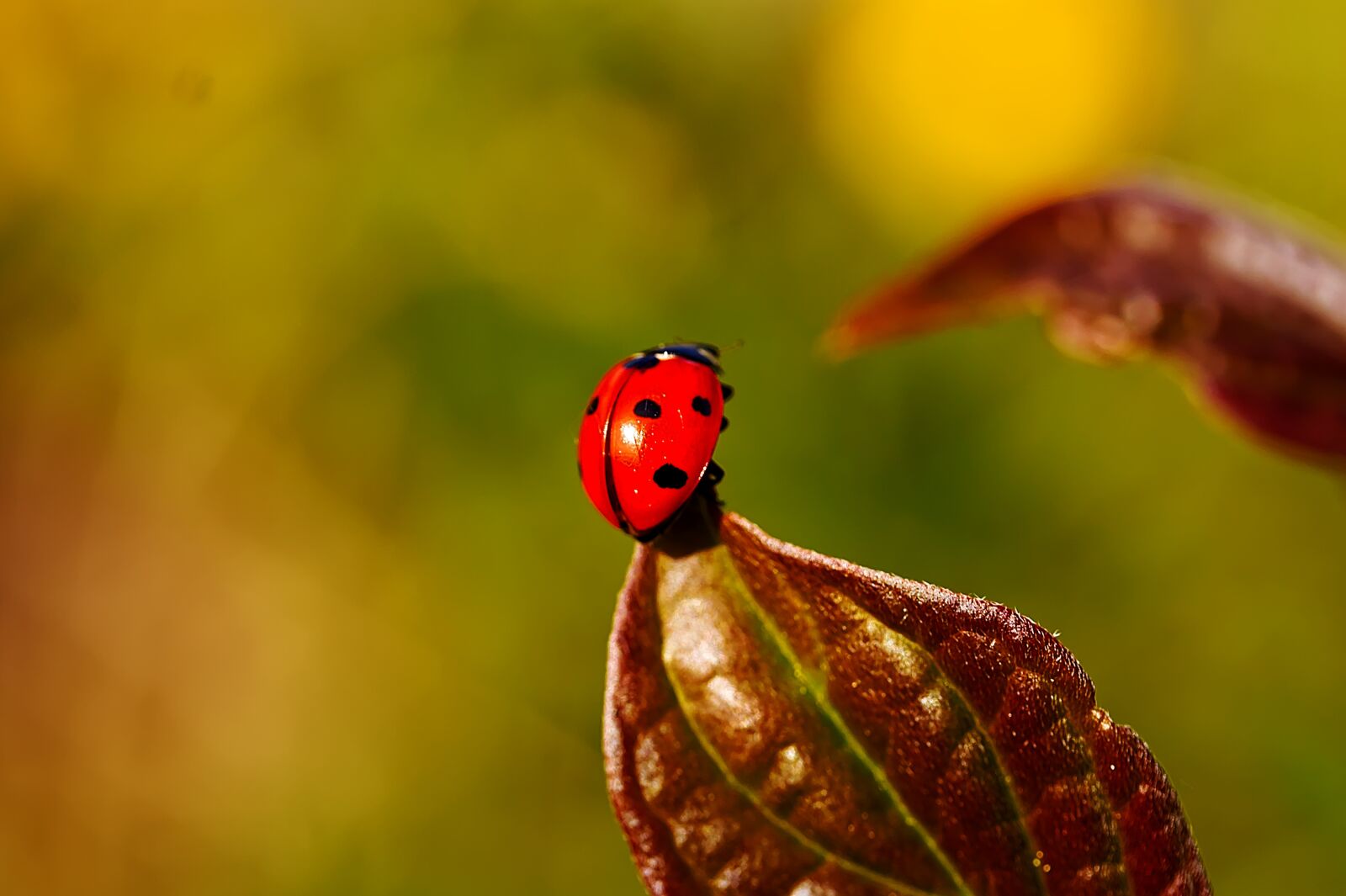 Canon EF-S 60mm F2.8 Macro USM sample photo. Ladybug, insect, beetle photography