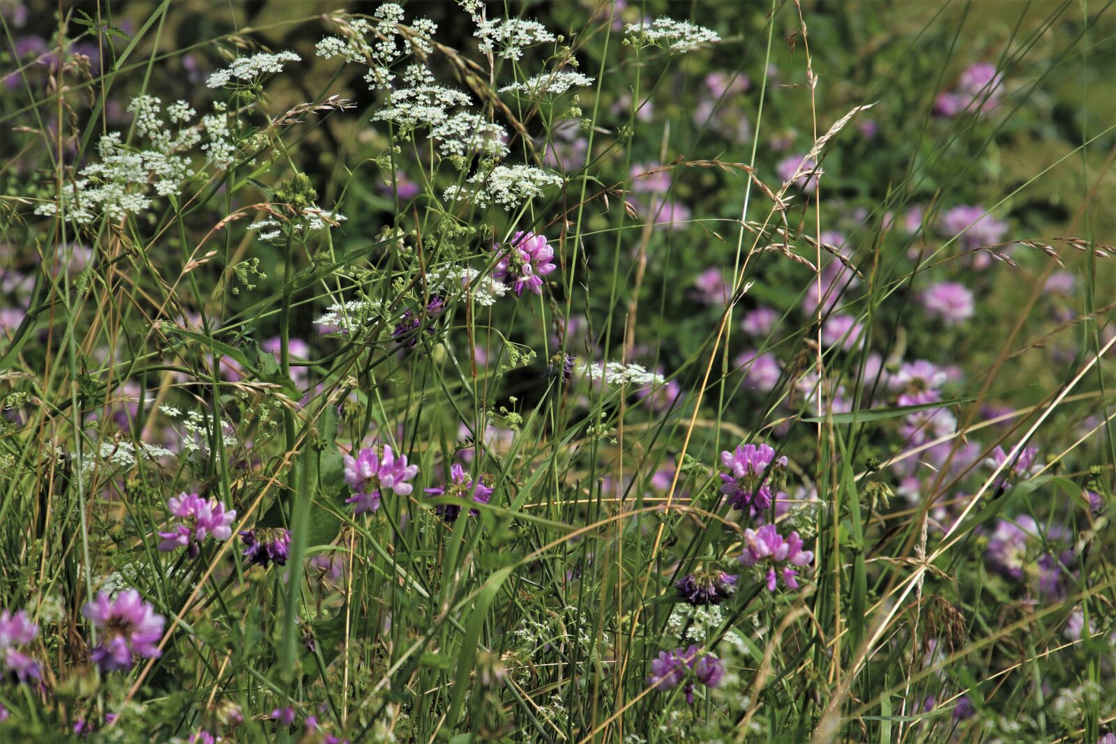 Canon EOS 80D sample photo. The smell of, wild photography