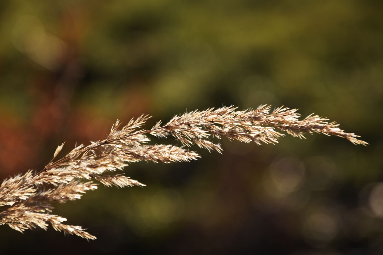 Nikon D3300 sample photo. Grass, autumn, nature photography