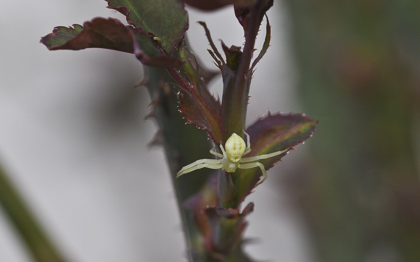 Nikon D90 sample photo. Spider, dorsata, close up photography