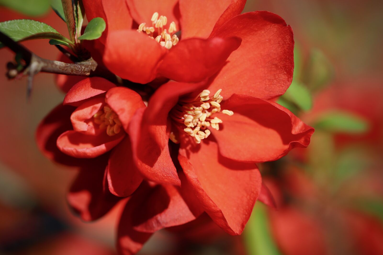 Canon EOS 800D (EOS Rebel T7i / EOS Kiss X9i) sample photo. Japanese ornamental quince, flowers photography